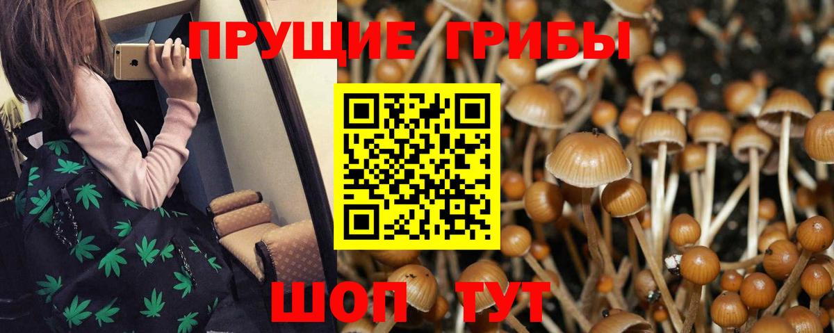 Галлюциногенные грибы Psilocybine cubensis Тобольск